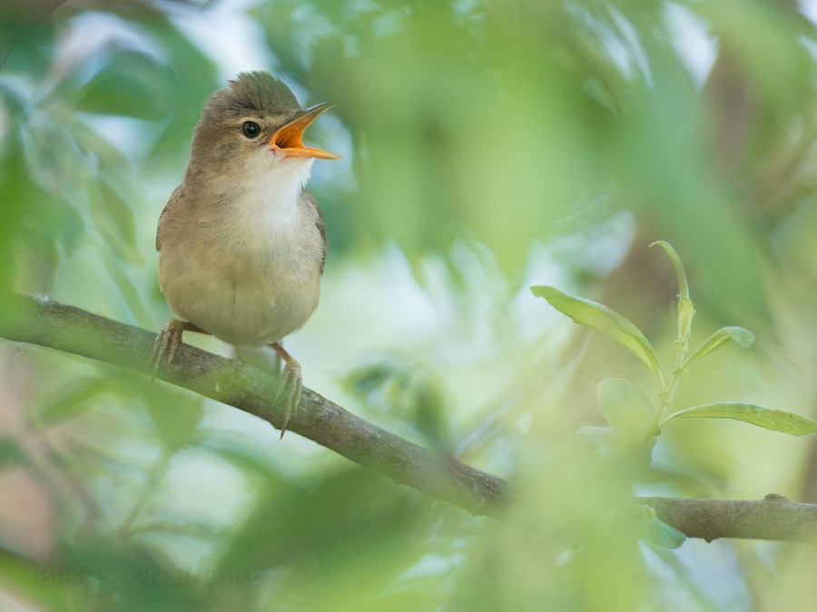 КамыШевка болотная (Acrocephalus palustris)
Keywords: КамыШевка болотная Acrocephalus palustris best