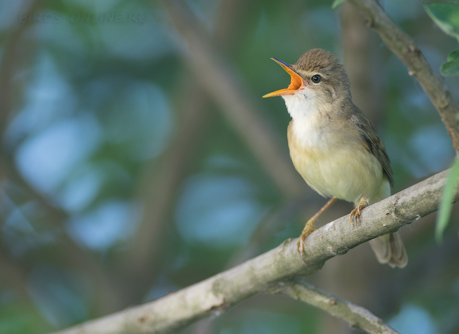 КамыШевка болотная (Acrocephalus palustris)
Keywords: КамыШевка болотная Acrocephalus palustris