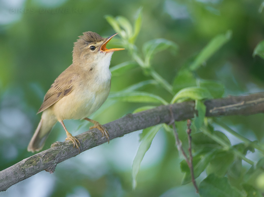 КамыШевка болотная (Acrocephalus palustris)
Keywords: КамыШевка болотная Acrocephalus palustris 