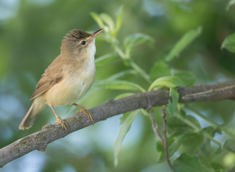 КамыШевка болотная (Acrocephalus palustris)
Keywords: КамыШевка болотная Acrocephalus palustris 