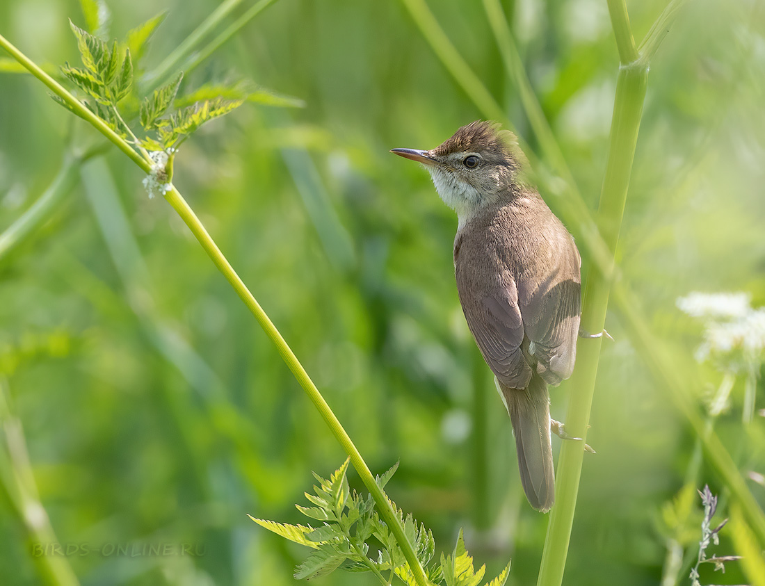 Камышевка болотная Acrocephalus palustris
 
 Click to view full size image