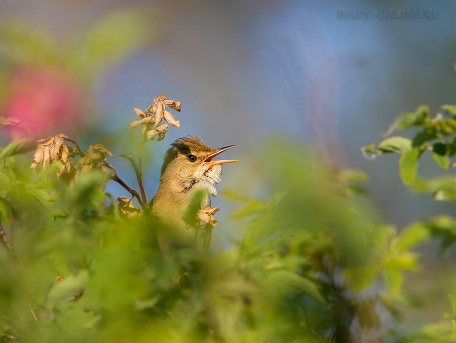 КамыШевка болотная (Acrocephalus palustris)
Keywords: КамыШевка болотная(Acrocephalus palustris