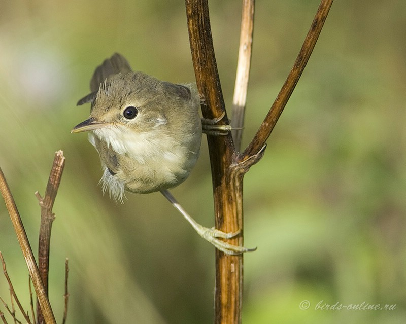 КамыШевка болотная (Acrocephalus palustris)
Keywords: КамыШевка болотная Acrocephalus palustris kavkaz082008