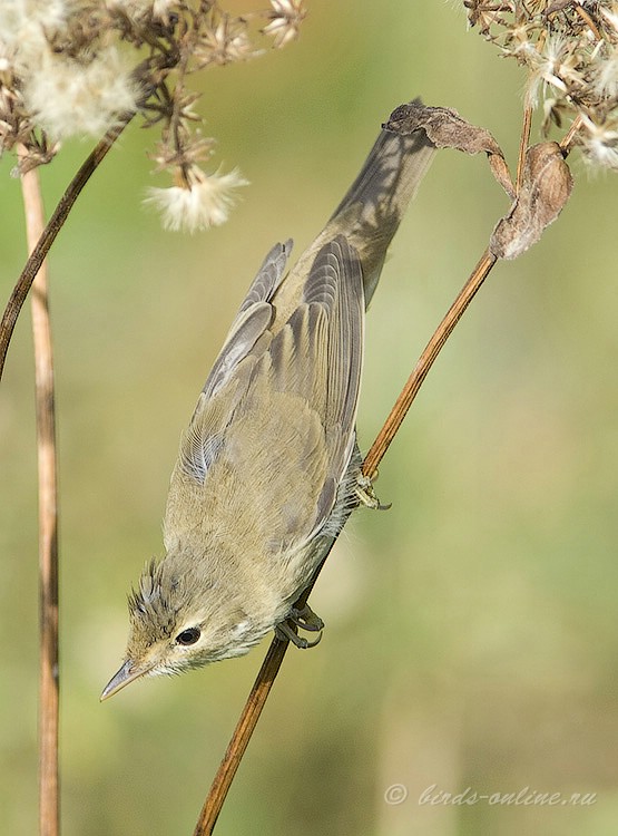 КамыШевка болотная (Acrocephalus palustris)
Keywords: КамыШевка болотная Acrocephalus palustris kavkaz082008