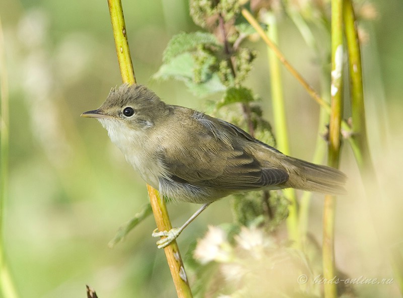 КамыШевка болотная (Acrocephalus palustris)
Keywords: КамыШевка болотная Acrocephalus palustris kavkaz082008