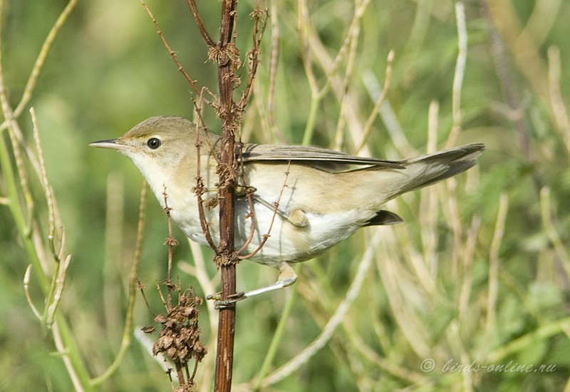 КамыШевка болотная (Acrocephalus palustris)
молодая птица
Keywords: КамыШевка болотная Acrocephalus palustris kavkaz082008