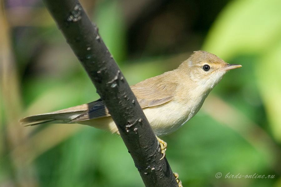 КамыШевка болотная (Acrocephalus palustris)
Keywords: КамыШевка болотная Acrocephalus palustris