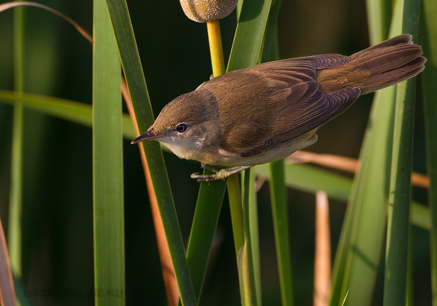 КамыШевка тростниковая (Acrocephalus scirpaceus)
Keywords: КамыШевка тростниковая Acrocephalus scirpaceus armenia2013