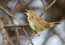 Пестрогрудка сибирская Tribura tacsanowskia amur2015
Locustella tacsanowskia (Swinhoe, 1871)
Tribura tacsanowskia (Swinhoe, 1871)
Bradypterus tacsanowskius (Swinhoe, 1871)
Filename=IMG_2999.jpg
Filesize=238KB
Dimensions=900x632
Date added=Sep 09, 2015 IMG_2999.jpg