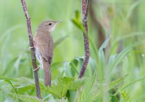 Пестрогрудка сибирская Tribura tacsanowskia amur2015
Locustella tacsanowskia (Swinhoe, 1871)
Tribura tacsanowskia (Swinhoe, 1871)
Bradypterus tacsanowskius (Swinhoe, 1871)
Filename=IMG_3080.jpg
Filesize=246KB
Dimensions=900x635
Date added=Sep 09, 2015 IMG_3080.jpg