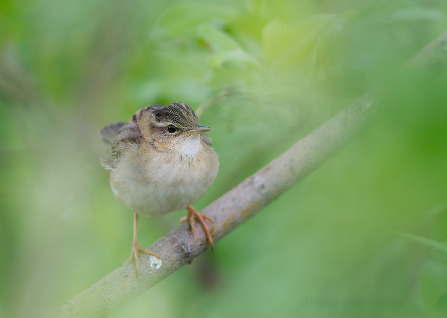 Сверчок певчий (Locustella certhiola)
Keywords: Сверчок певчий Locustella certhiola amur2015