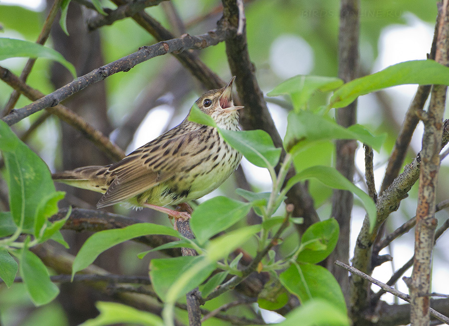 Пятнистый сверчок (Locustella lanceolata) 
Keywords: Пятнистый сверчок Locustella lanceolata amur2015