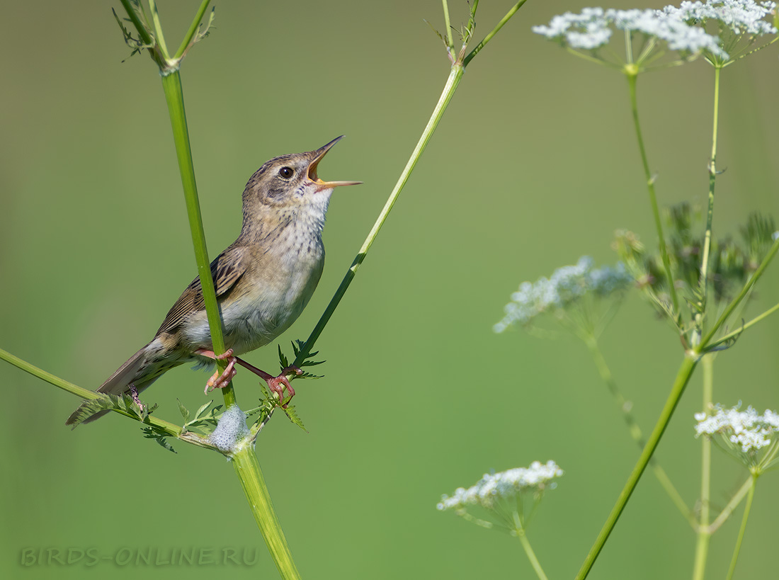 Сверчок обыкновенный Locustella naevia
 
 Click to view full size image