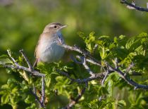Охотский сверчок Locustella ochotensis sakhalin2017
Filename=8Z2A9649.jpg
Filesize=298KB
Dimensions=900x665
Date added=Nov 06, 2017 8Z2A9649.jpg