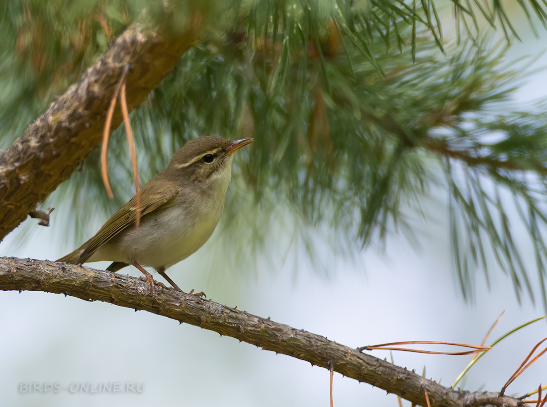 Пеночка-таловка Phylloscopus borealis buryatia2021
 
 Click to view full size image