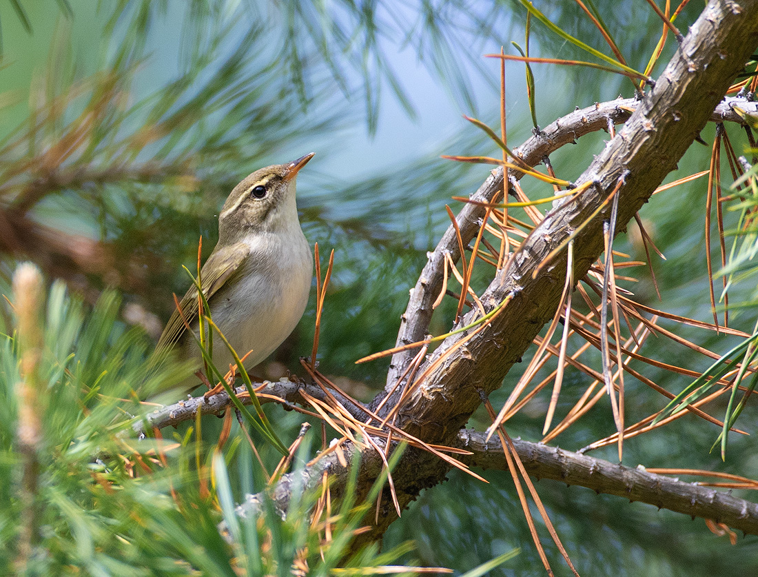 Пеночка-таловка (Phylloscopus borealis)
Keywords: Пеночка-таловка Phylloscopus borealis buryatia2021