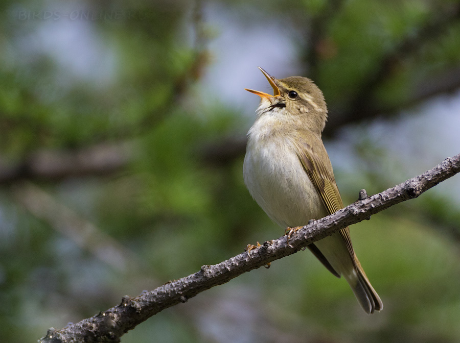 Пеночка-таловка (Phylloscopus borealis)
Keywords: Пеночка таловка Phylloscopus borealis magadan2019