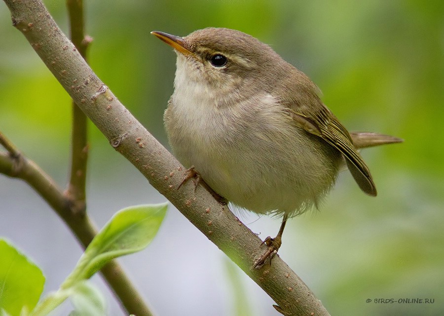 Пеночка-таловка (Phylloscopus borealis)
Keywords: Пеночка-таловка Phylloscopus borealis yamal10