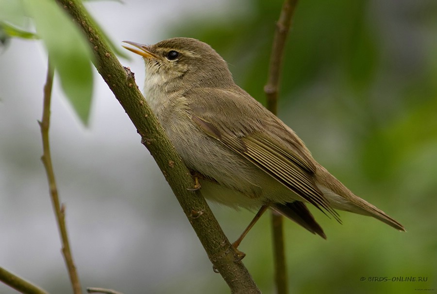 Пеночка-таловка (Phylloscopus borealis)
Keywords: Пеночка-таловка Phylloscopus borealis yamal10