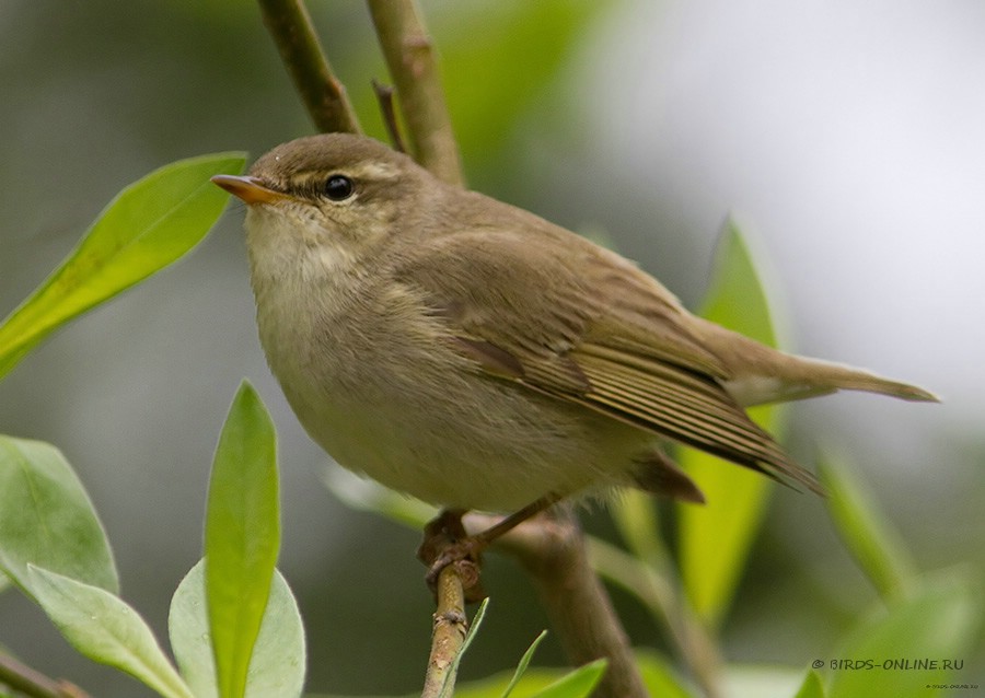 Пеночка-таловка (Phylloscopus borealis)
Keywords: Пеночка-таловка Phylloscopus borealis yamal10