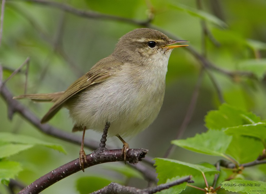 Пеночка-таловка (Phylloscopus borealis)
Keywords: Пеночка-таловка Phylloscopus borealis yamal10