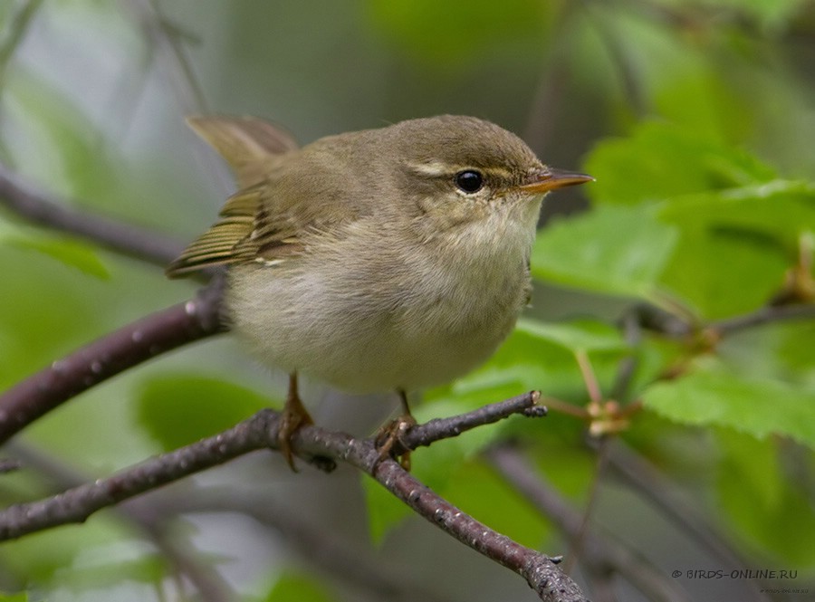 Пеночка-таловка (Phylloscopus borealis)
Keywords: Пеночка-таловка Phylloscopus borealis yamal10