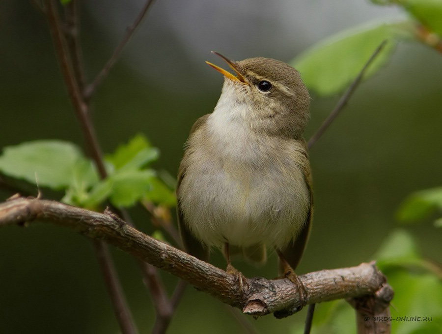 Пеночка-таловка (Phylloscopus borealis)
Keywords: Пеночка-таловка Phylloscopus borealis yamal10