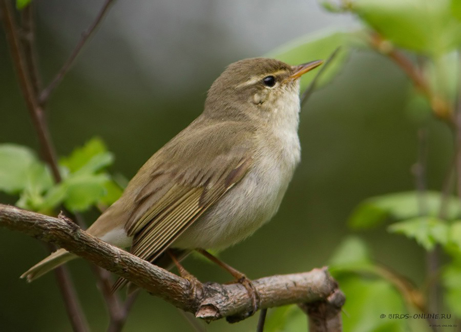 Пеночка-таловка (Phylloscopus borealis)
Keywords: Пеночка-таловка Phylloscopus borealis yamal10