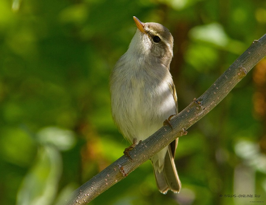 Пеночка-таловка (Phylloscopus borealis)
Keywords: Пеночка-таловка Phylloscopus borealis yamal10