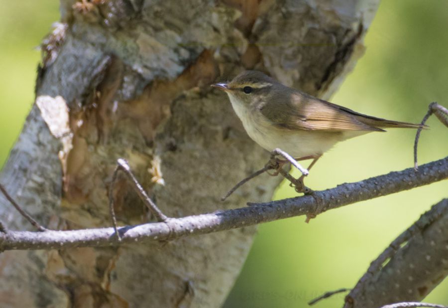 Сахалинская пеночка (Phylloscopus borealoides)
Keywords: Сахалинская пеночка Phylloscopus borealoides sakhalin2017