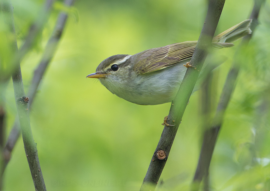 Светлоголовая пеночка (Phylloscopus coronatus)
Keywords: Светлоголовая пеночка Phylloscopus coronatus primorye2016