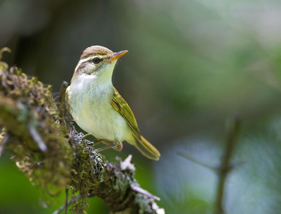 Светлоголовая пеночка (Phylloscopus coronatus)
Keywords: Светлоголовая пеночка Phylloscopus coronatus amur2015