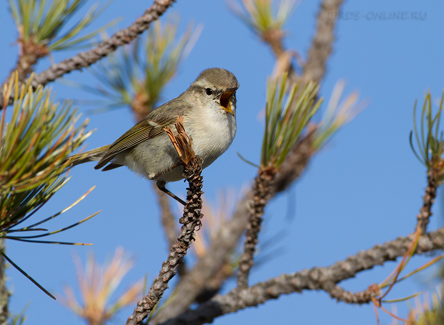 Пеночка тусклая (Phylloscopus humei)
Keywords: Пеночка тусклая Phylloscopus humei altay2012