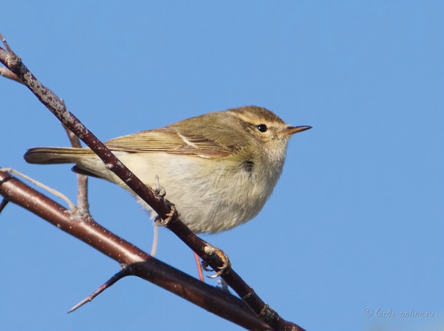 Пеночка тусклая (Phylloscopus humei)
Keywords: Пеночка тусклая Phylloscopus humei kz2010