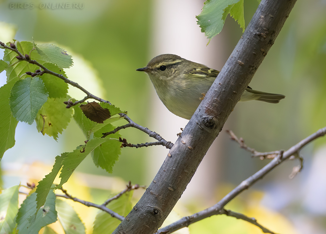 Пеночка-зарничка Phylloscopus inornatus
 
 Click to view full size image