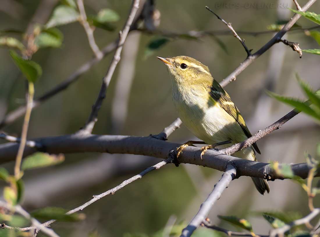 Пеночка-зарничка Phylloscopus inornatus
 
 Click to view full size image