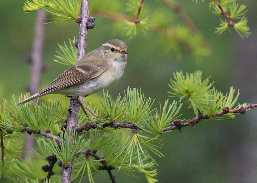 Пеночка-зарничка (Phylloscopus inornatus)
Keywords: Пеночка-зарничка Phylloscopus inornatus magadan2019