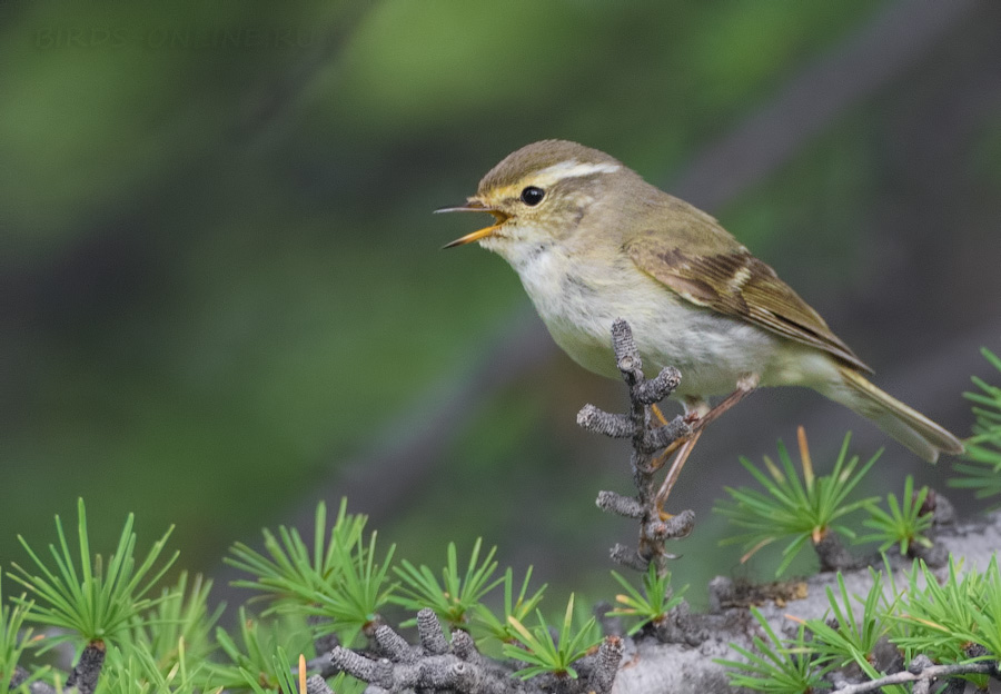 Пеночка-зарничка (Phylloscopus inornatus)
Keywords: Пеночка-зарничка Phylloscopus inornatus magadan2019