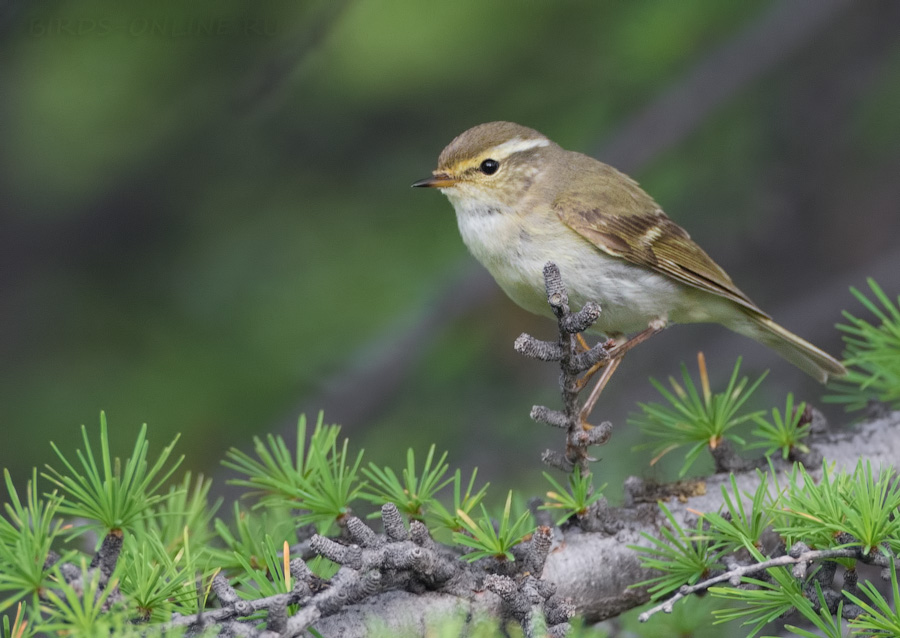 Пеночка-зарничка (Phylloscopus inornatus)
Keywords: Пеночка-зарничка Phylloscopus inornatus magadan2019