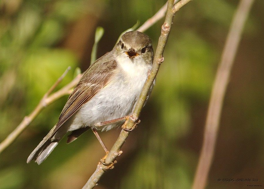 Пеночка-зарничка (Phylloscopus inornatus)
Keywords: Пеночка-зарничка Phylloscopus inornatus yamal10