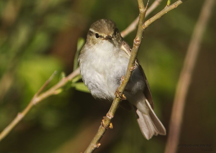 Пеночка-зарничка (Phylloscopus inornatus)
Keywords: Пеночка-зарничка Phylloscopus inornatus yamal10