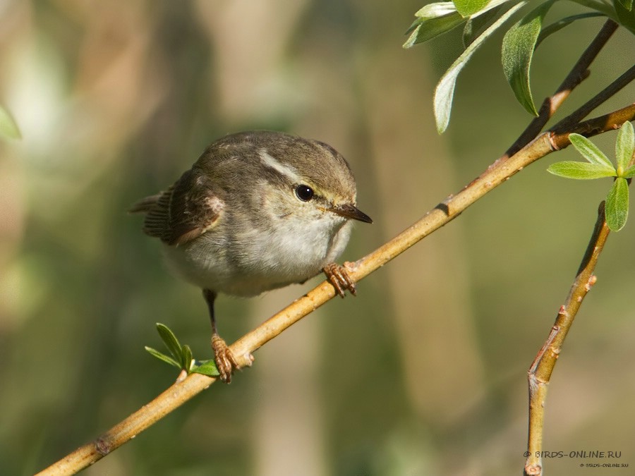 Пеночка-зарничка (Phylloscopus inornatus)
Keywords: Пеночка-зарничка Phylloscopus inornatus yamal10