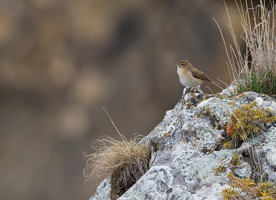 Пеночка кавказская (Phylloscopus lorenzii)
Keywords: Пеночка кавказская Phylloscopus lorenzii kchr2014