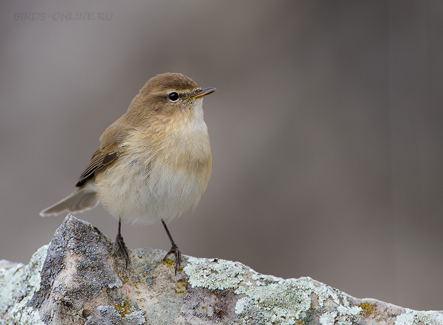 Пеночка кавказская (Phylloscopus lorenzii)
Keywords: Пеночка кавказская Phylloscopus lorenzii kchr2014