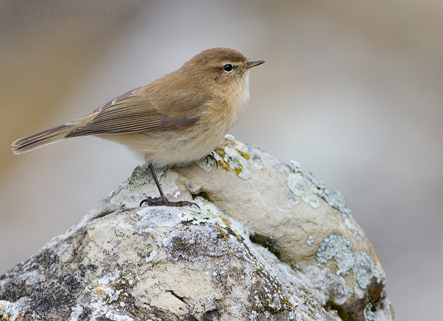 Пеночка кавказская (Phylloscopus lorenzii)
Keywords: Пеночка кавказская Phylloscopus lorenzii kchr2014