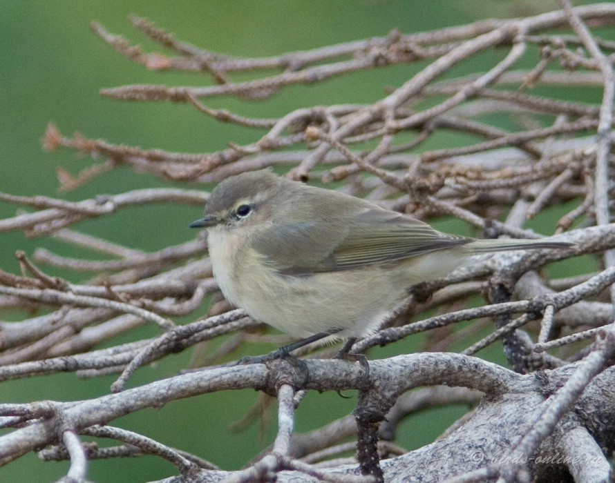 Пеночка-теньковка (Phylloscopus collybita)
Кавказская теньковка
Phylloscopus collybita caucasicus Loskot, 1991
Keywords: Пеночка теньковка кавказская Phylloscopus collybita caucasicus