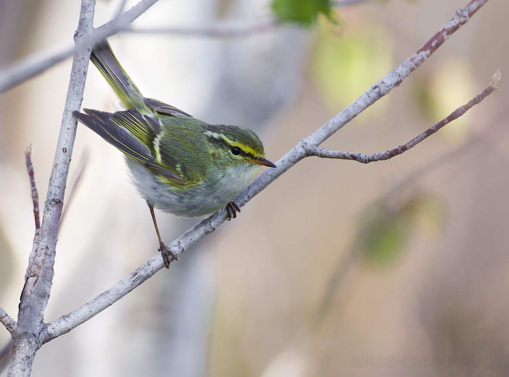 Пеночка корольковая Phylloscopus proregulus sakhalin2017
 
 Click to view full size image