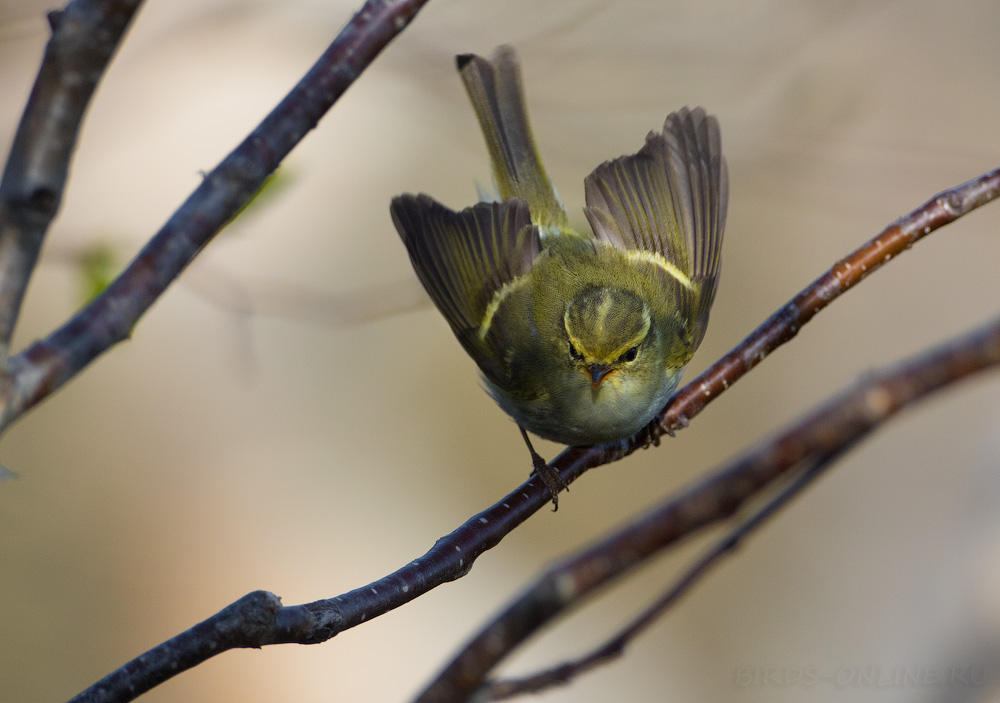 Пеночка корольковая Phylloscopus proregulus sakhalin2017
 
 Click to view full size image