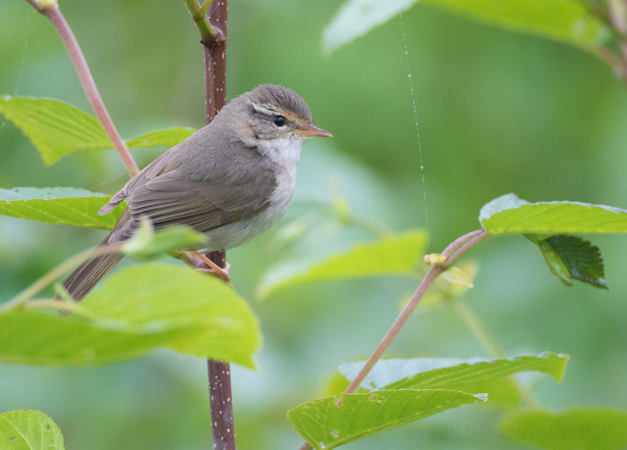 Толстоклювая пеночка (Phylloscopus schwarzi)
Keywords: Толстоклювая пеночка Phylloscopus schwarzi sakhalin2017