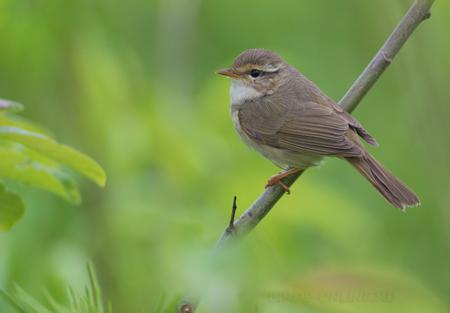 Толстоклювая пеночка (Phylloscopus schwarzi)
Keywords: Толстоклювая пеночка Phylloscopus schwarzi sakhalin2017